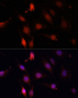 GBX2 Antibody - Immunofluorescence analysis of C6 cells using GBX2 antibody at dilution of 1:100. Blue: DAPI for nuclear staining.