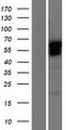 GBX2 Protein - Western validation with an anti-DDK antibody * L: Control HEK293 lysate R: Over-expression lysate