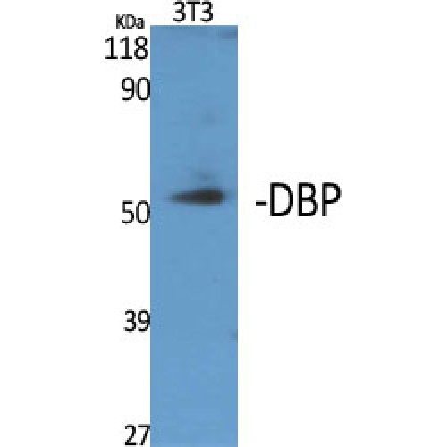 GC / Vitamin D-Binding Protein Antibody - Western blot of DBP antibody