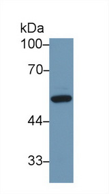 GC / Vitamin D-Binding Protein Antibody - Western Blot; Sample: Mouse Liver lysate; Primary Ab: 1µg/ml Rabbit Anti-Human DBP Antibody Second Ab: 0.2µg/mL HRP-Linked Caprine Anti-Rabbit IgG Polyclonal Antibody