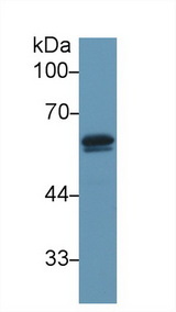 GC / Vitamin D-Binding Protein Antibody - Western Blot; Sample: Mouse Testis lysate; Primary Ab: 1µg/ml Rabbit Anti-Mouse DBP Antibody Second Ab: 0.2µg/mL HRP-Linked Caprine Anti-Rabbit IgG Polyclonal Antibody