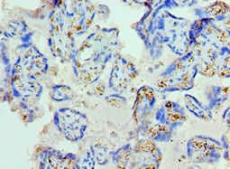 GC / Vitamin D-Binding Protein Antibody - Immunohistochemistry of paraffin-embedded human placenta using antibody at 1:100 dilution.