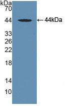 GC / Vitamin D-Binding Protein Antibody - Western Blot; Sample: Recombinant DBP, Human.