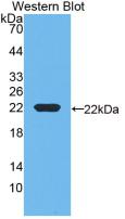 GC / Vitamin D-Binding Protein Antibody - Western Blot; Sample: Recombinant DBP, Rat.
