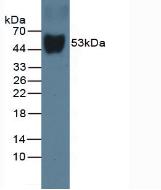 GC / Vitamin D-Binding Protein Antibody - Western Blot; Sample: Rat Serum.