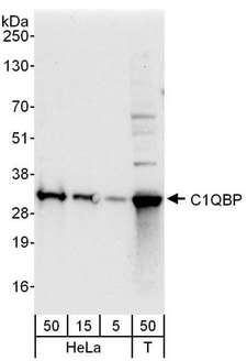 GC1qR / C1QBP Antibody - Detection of Human C1QBP by Western Blot. Samples: Whole cell lysate from HeLa (5, 15 and 50 ug) and 293T (T; 50 ug) cells. Antibody: Affinity purified rabbit anti-C1QBP antibody used at 0.04 ug/ml. Detection: Chemiluminescence with an exposure time of 10 seconds.