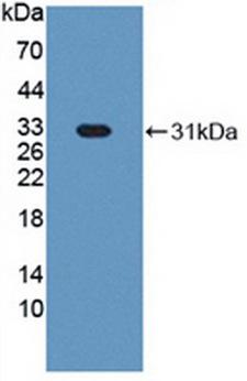 GC1qR / C1QBP Antibody - Western Blot ; Sample: Recombinant HABP1, Bovine.