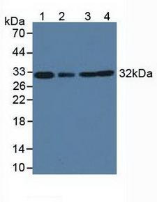 GC1qR / C1QBP Antibody - Western Blot; Sample: Lane1: Bovine Heart Tissue; Lane2: Bovine Liver Tissue; Lane3: Human Hela Cells; Lane4: Human K-562 Cells.