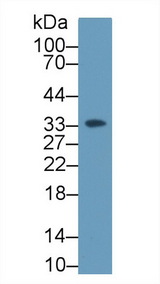 GC1qR / C1QBP Antibody