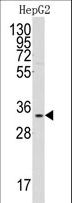 GC1qR / C1QBP Antibody - Western blot of anti-C1QBP Antibody in HepG2 cell line lysates (35 ug/lane). C1QBP(arrow) was detected using the purified antibody.
