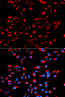 GC1qR / C1QBP Antibody - Immunofluorescence analysis of U2OS cells.