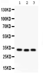 GC1qR / C1QBP Antibody - Western blot - Anti-GC1q R Picoband Antibody