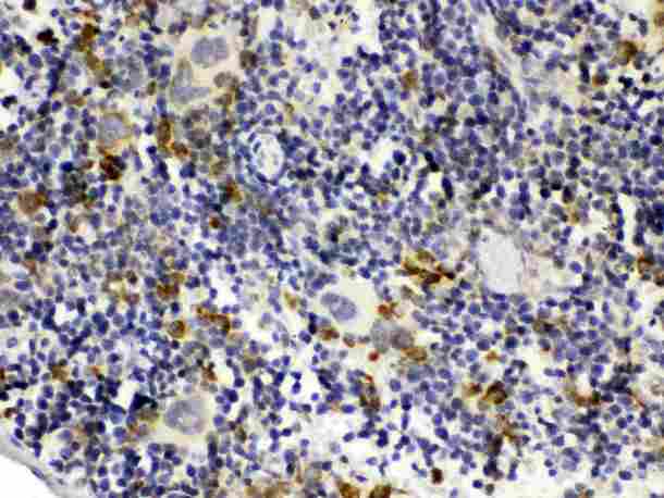 GC1qR / C1QBP Antibody - GC1q R was detected in paraffin-embedded sections of mouse spleen tissues using rabbit anti- GC1q R Antigen Affinity purified polyclonal antibody