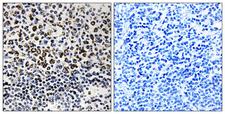 GC1qR / C1QBP Antibody - Peptide - + Immunohistochemistry analysis of paraffin-embedded human tonsil tissue, using C1QBP antibody.