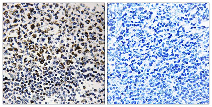 GC1qR / C1QBP Antibody - Peptide - + Immunohistochemistry analysis of paraffin-embedded human tonsil tissue, using C1QBP antibody.