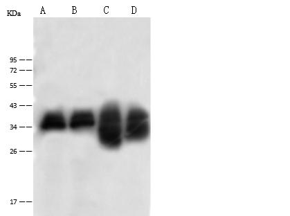 GC1qR / C1QBP Antibody - Anti-C1QBP rabbit polyclonal antibody at 1:500 dilution. Lane A: Jurkat Whole Cell Lysate. Lane B: Raji Whole Cell Lysate. Lane C: Mouse Slpeen tissue lysate. Lane D: Mouse Brain tissue lysate. Lysates/proteins at 30 ug per lane. Secondary: Goat Anti-Rabbit IgG (H+L)/HRP at 1/10000 dilution. Developed using the ECL technique. Performed under reducing conditions. Predicted band size: 31 kDa. Observed band size: 35 kDa.