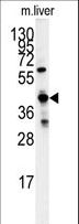 GCAT Antibody - Western blot of GCAT antibody in mouse liver tissue lysates (35 ug/lane). GCAT (arrow) was detected using the purified antibody.