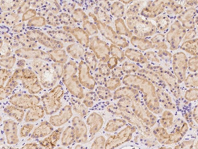 GCAT Antibody - Immunochemical staining of human GCAT in human kidney with rabbit polyclonal antibody at 1:100 dilution, formalin-fixed paraffin embedded sections.