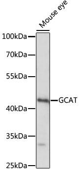 GCAT Antibody - Western blot analysis of extracts of mouse eye using GCAT Polyclonal Antibody at dilution of 1:1000.