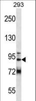GCC1 / GCC88 Antibody - GCC1 Antibody western blot of 293 cell line lysates (35 ug/lane). The GCC1 antibody detected the GCC1 protein (arrow).