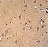 GCC2 Antibody - GCC2 antibody immunohistochemistry of formalin-fixed and paraffin-embedded human brain tissue followed by peroxidase-conjugated secondary antibody and DAB staining.