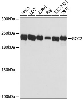 GCC2 Antibody - Western blot analysis of extracts of various cell lines, using GCC2 antibody at 1:3000 dilution. The secondary antibody used was an HRP Goat Anti-Rabbit IgG (H+L) at 1:10000 dilution. Lysates were loaded 25ug per lane and 3% nonfat dry milk in TBST was used for blocking. An ECL Kit was used for detection and the exposure time was 90s.
