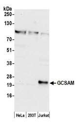 GCET2 / HGAL Antibody - Detection of human GCSAM by western blot. Samples: Whole cell lysate (50 µg) from HeLa, HEK293T, and Jurkat cells prepared using NETN lysis buffer. Antibody: Affinity purified rabbit anti-GCSAM antibody used for WB at 0.1 µg/ml. Detection: Chemiluminescence with an exposure time of 30 seconds.