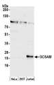 GCET2 / HGAL Antibody - Detection of human GCSAM by western blot. Samples: Whole cell lysate (50 µg) from HeLa, HEK293T, and Jurkat cells prepared using NETN lysis buffer. Antibody: Affinity purified rabbit anti-GCSAM antibody used for WB at 0.1 µg/ml. Detection: Chemiluminescence with an exposure time of 30 seconds.