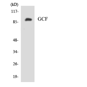 GCFC2 Antibody - Western blot analysis of the lysates from HeLa cells using GCF antibody.