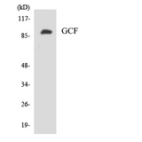 GCFC2 Antibody - Western blot analysis of the lysates from HeLa cells using GCF antibody.