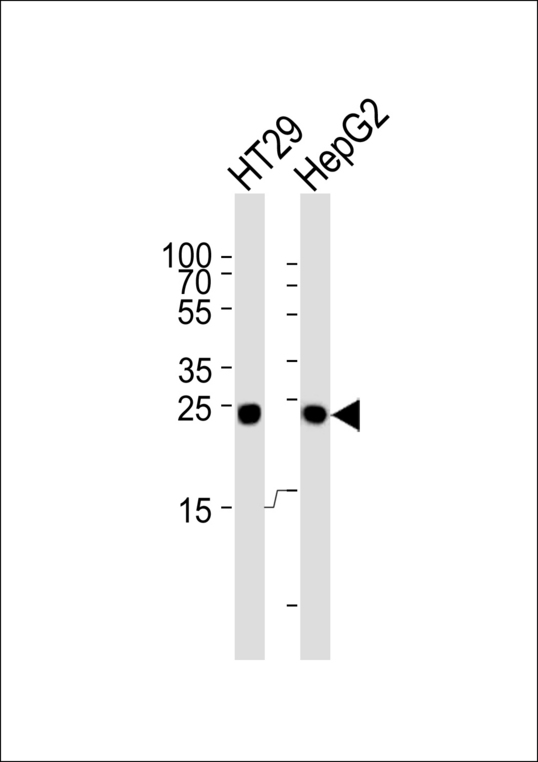 GCG / Glucagon Antibody - Western blot of lysates from HT29, HepG2 cell line (from left to right), using Glucagon Antibody. Antibody was diluted at 1:1000 at each lane. A goat anti-mouse IgG H&L (HRP) at 1:3000 dilution was used as the secondary antibody. Lysates at 35ug per lane.