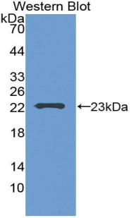 GCG / Glucagon Antibody - Western blot of recombinant GCG / Glucagon.