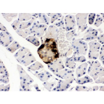 GCG / Glucagon Antibody - GLP1 antibody IHC-paraffin. IHC(P): Mouse Pancreas Tissue.