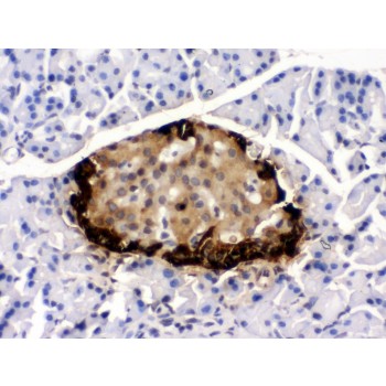 GCG / Glucagon Antibody - GLP1 antibody IHC-paraffin. IHC(P): Rat Pancreas Tissue.