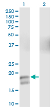 GCG / Glucagon Antibody - Western Blot analysis of GCG expression in transfected 293T cell line by GCG monoclonal antibody (M01), clone 2D3-2B11.Lane 1: GCG transfected lysate(20.9 KDa).Lane 2: Non-transfected lysate.