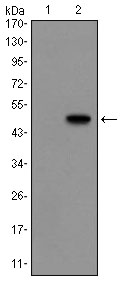 GCG / Glucagon Antibody - Western blot using GCG monoclonal antibody against HEK293 (1) and GCG(AA: 1-180)-hIgGFc transfected HEK293 (2) cell lysate.