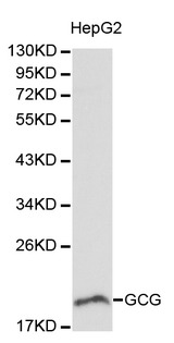 GCG / Glucagon Antibody - Western blot of GCG pAb in extracts from HepG2 cells.