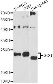 GCG / Glucagon Antibody - Western blot analysis of extracts of various cell lines, using GCG antibody at 1:3000 dilution. The secondary antibody used was an HRP Goat Anti-Rabbit IgG (H+L) at 1:10000 dilution. Lysates were loaded 25ug per lane and 3% nonfat dry milk in TBST was used for blocking. An ECL Kit was used for detection and the exposure time was 90s.