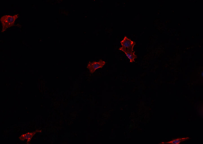 GCG / Glucagon Antibody - Staining HeLa cells by IF/ICC. The samples were fixed with PFA and permeabilized in 0.1% Triton X-100, then blocked in 10% serum for 45 min at 25°C. The primary antibody was diluted at 1:200 and incubated with the sample for 1 hour at 37°C. An Alexa Fluor 594 conjugated goat anti-rabbit IgG (H+L) antibody, diluted at 1/600, was used as secondary antibody.
