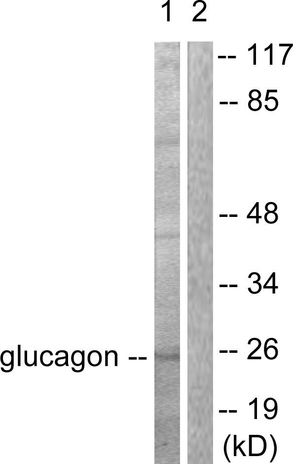 GCG / Glucagon Antibody - Western blot analysis of extracts from COS7 cells, using Glucagon antibody.