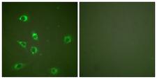 GCG / Glucagon Antibody - Peptide - + Immunofluorescence analysis of NIH/3T3 cells, using Glucagon antibody.