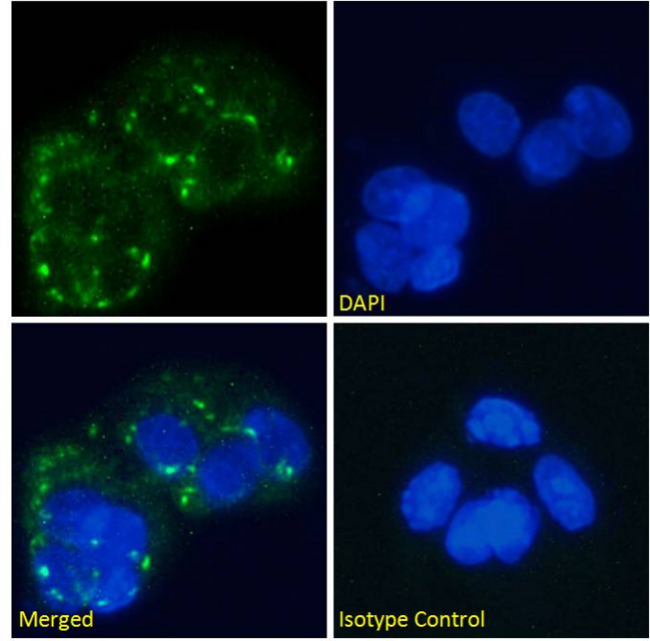 GCGR / Glucagon Receptor Antibody - IF staining of HepG2 cells.