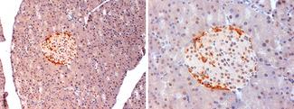 GCGR / Glucagon Receptor Antibody - Anti-Mouse Glucagon Receptor staining (4 µg/ml) of a mouse pancreas formalin-fixed, paraffin-embedded tissue section; seen at 20x (left) and 40x (right) magnification. Cytoplasmic staining of islet cells is observed.