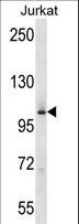 GCK / Germinal Center Kinase Antibody - MAP4K2 Antibody western blot of Jurkat cell line lysates (35 ug/lane). The MAP4K2 antibody detected the MAP4K2 protein (arrow).