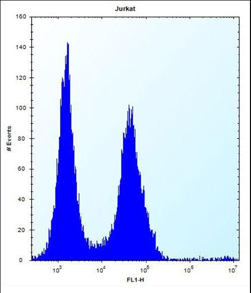 GCK / Germinal Center Kinase Antibody - MAP4K2 Antibody flow cytometry of Jurkat cells (right histogram) compared to a negative control cell (left histogram). FITC-conjugated donkey-anti-rabbit secondary antibodies were used for the analysis.