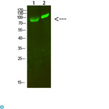 GCK / Germinal Center Kinase Antibody - Western Blot analysis of 1, 293T, 2, hela cells using primary antibody diluted at 1:1000 (4°C overnight). Secondary antibody:Goat Anti-rabbit IgG IRDye 800 (diluted at 1:5000, 25°C, 1 hour).
