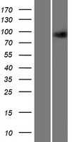 GCK / Germinal Center Kinase Protein - Western validation with an anti-DDK antibody * L: Control HEK293 lysate R: Over-expression lysate