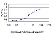 GCK / Glucokinase Antibody - Detection limit for recombinant GST tagged GCK is approximately 0.1 ng/ml as a capture antibody.