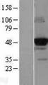 GCK / Glucokinase Protein - Western validation with an anti-DDK antibody * L: Control HEK293 lysate R: Over-expression lysate
