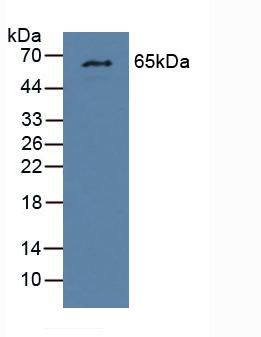 GCKR Antibody - Western Blot; Sample: Mouse Liver Tissue.
